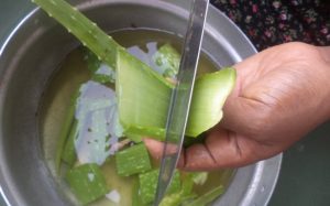 Розрізаємо листок Алое вера