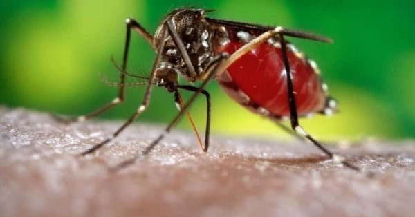 Що таке лихоманка денге
