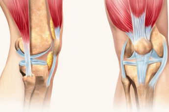 Анатомія коліна